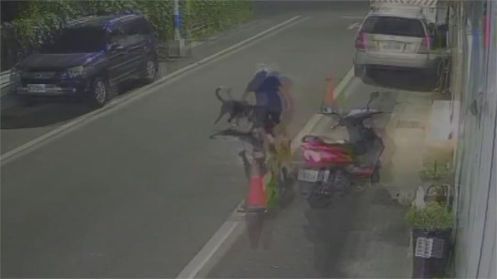 飼主未繫繩! 高雄又傳比特犬狠咬流浪狗「拖行到路中」