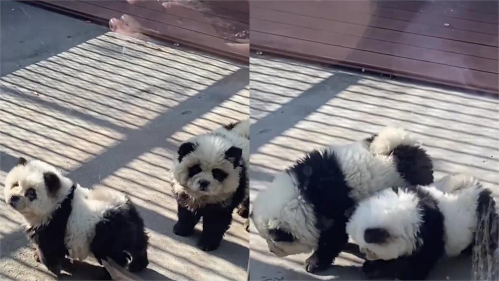 沒有貓熊狗來湊！中國動物園染毛爆改鬆獅犬　辛酸打工流出反竄紅：萌炸