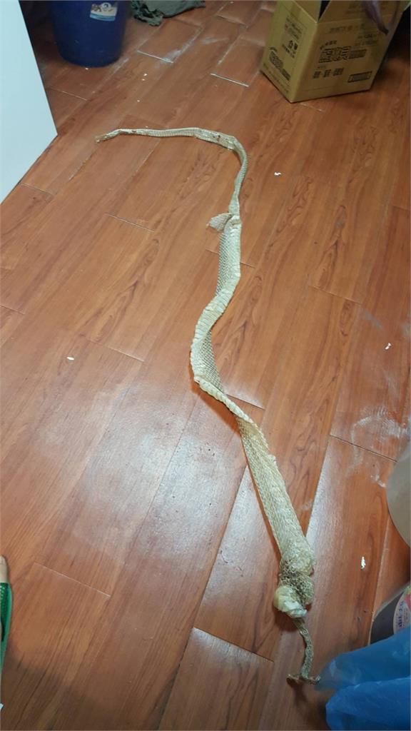 過年大掃除驚見「3米長蛇皮」紋路超清晰　網嚇壞：該不會還在？
