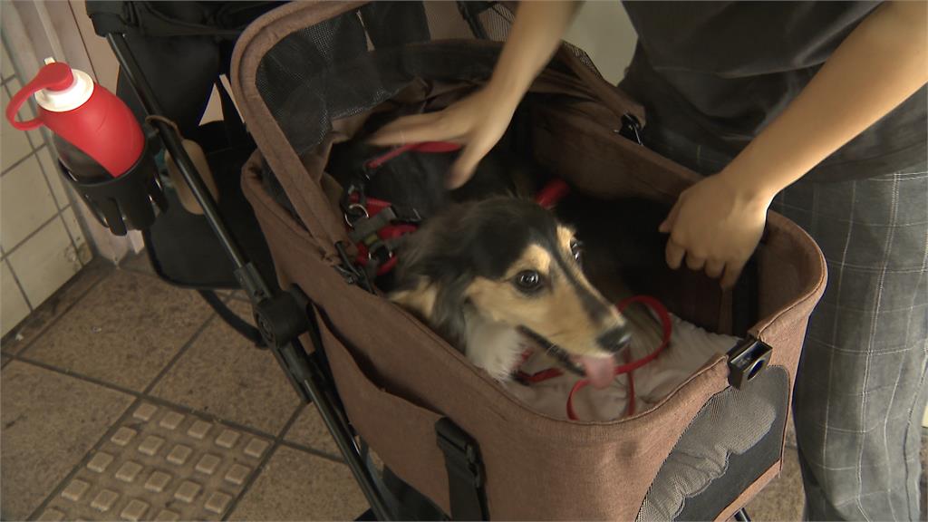 規範不同調!飼主帶寵物搭捷運 北捷過關「轉乘新北捷恐卡關」