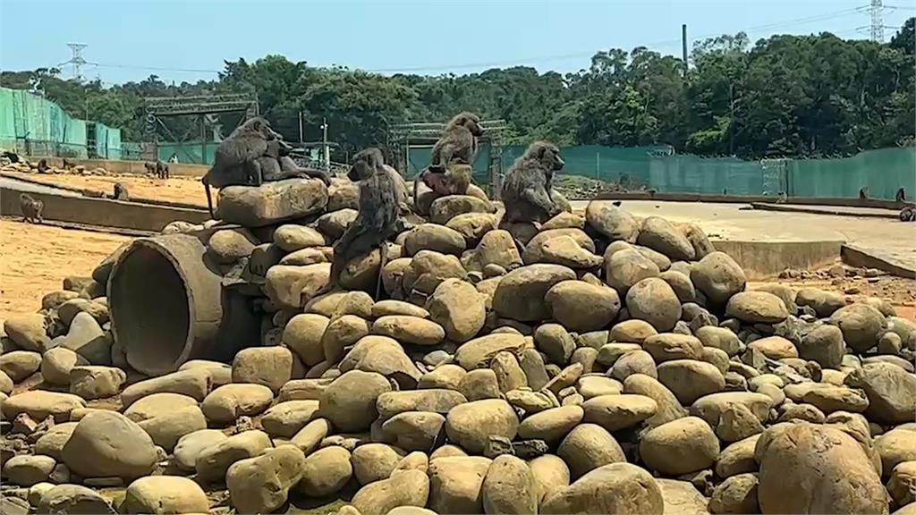 狒狒脫逃18天中槍身亡 六福村提交改善報告