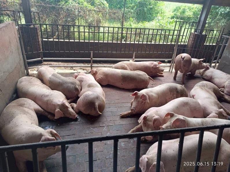 非洲豬瘟「不會豬傳人」!病毒藏肉中「冷凍活逾百天」專家揭致命特性:難殺死