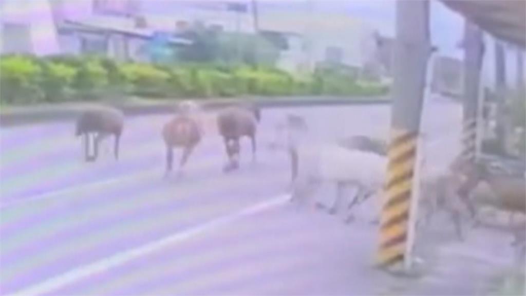 馬路上有馬! 宜蘭7匹馬兒"逆向逛大街" 目擊駕駛傻眼