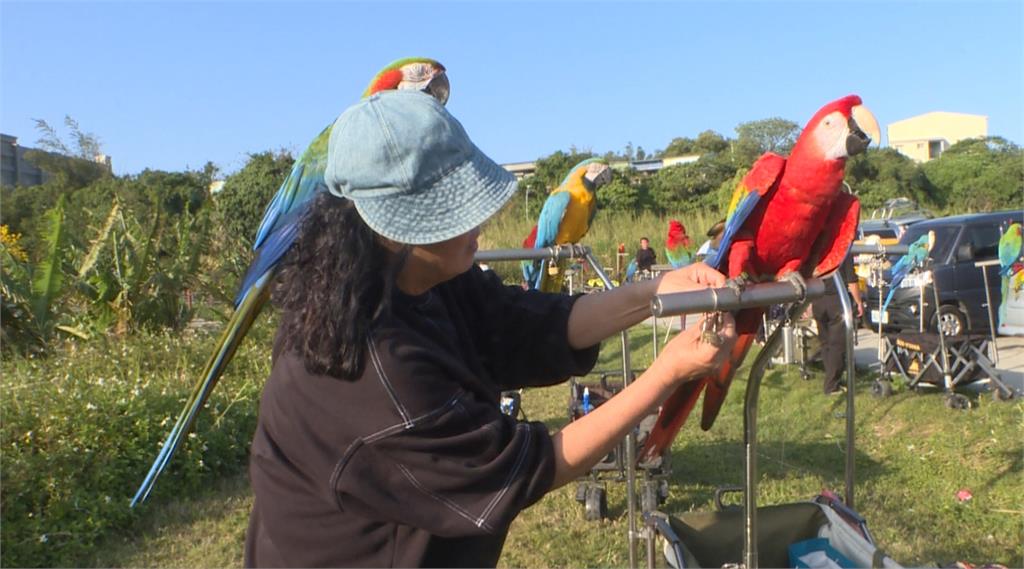 集體放飛！　飼主行前特訓　假日帶金剛鸚鵡戶外飛翔