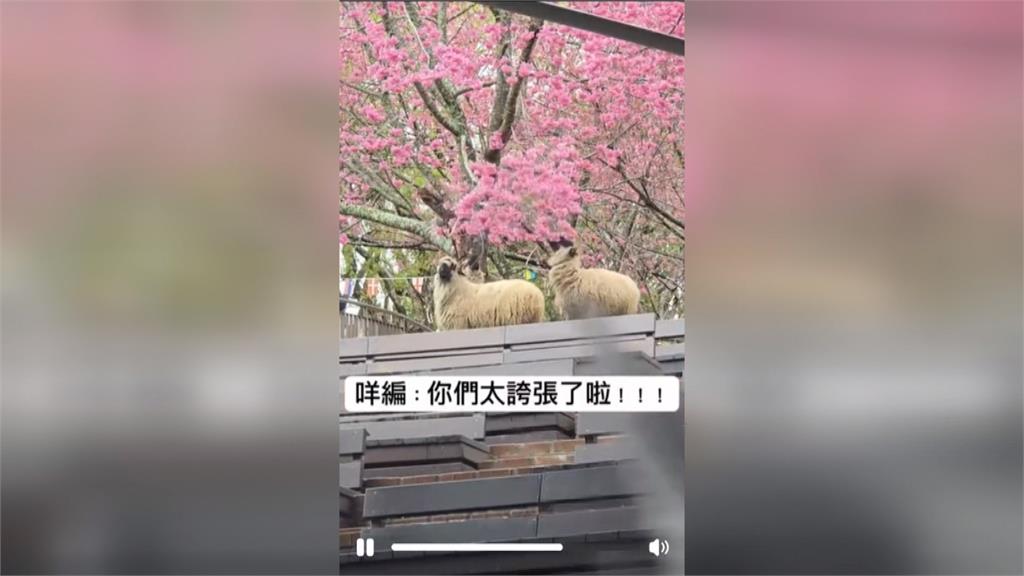 最萌採花現行犯! 清境農場羊咩咩狂嗑櫻花