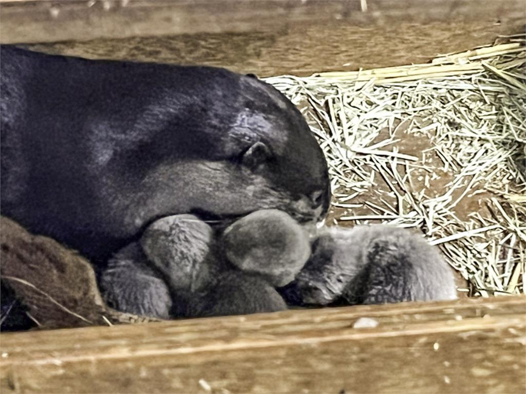北市動物園小爪水獺家族喜迎4胞胎! 4寶萌樣曝光一秒融化
