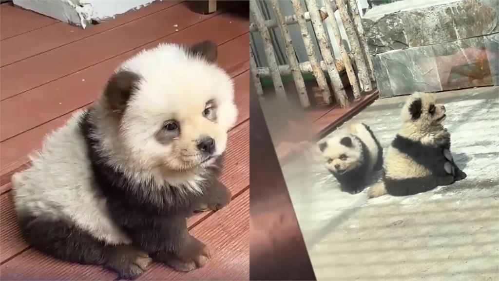 沒有貓熊狗來湊！中國動物園染毛爆改鬆獅犬　辛酸打工流出反竄紅：萌炸