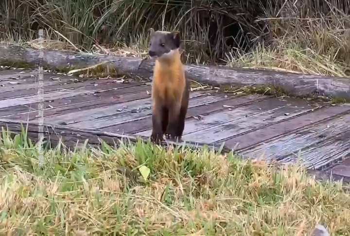 超級可愛!太平山「黃喉貂」兩度鑽進貨車 網笑:大膽貂民