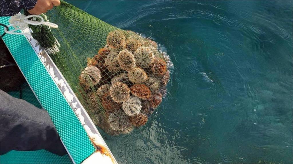 澎湖馬糞海膽遭偷撈百顆 "禁捕期最後一天"逮6人