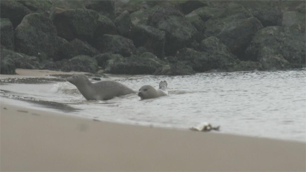 野生海豹數量增加　與動物共存共榮！比利時海灘設保護區禁餵食