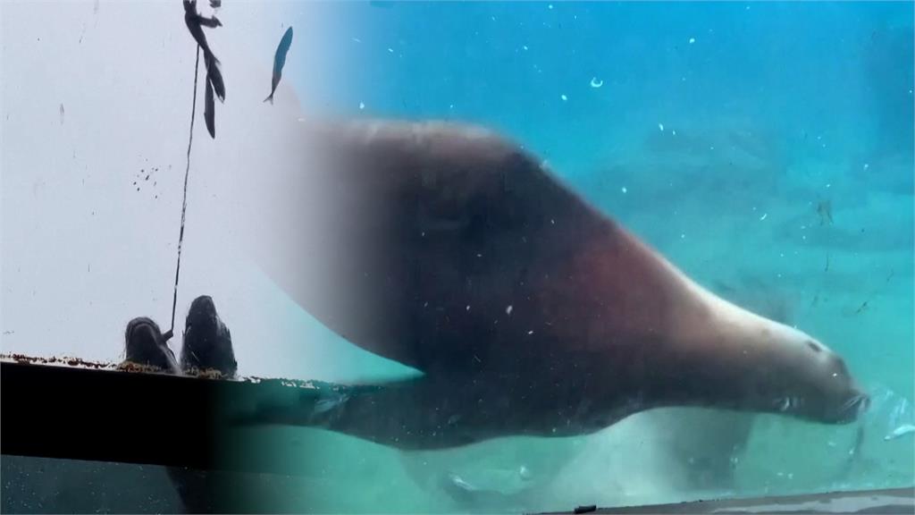 送7千隻動物聖誕大禮!飼育員精心準備大餐 大象、海獅搶食超興奮