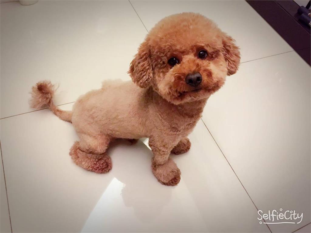 「左手香盆栽」埋葬愛犬骨灰　放大樓外牆下被偷走