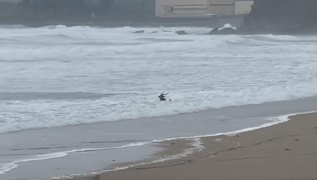 快新聞／墾丁海灘竟出現梅花鹿！疑遭野狗咬傷無法逃離　多次險遭大浪滅頂