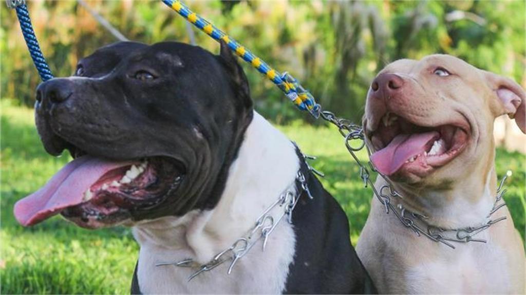 再半年就畢業⋯23歲女大生替人照顧狗!竟遭「3比特犬撕咬」慘死後院