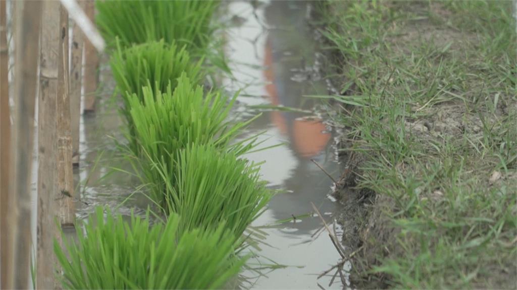 颱風+乾旱狂襲「凍未條」　菲律賓培育抗旱+抗淹稻米