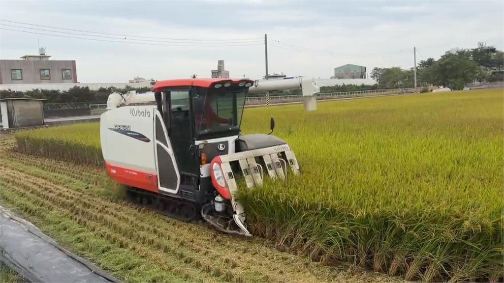 罕見11月颱！鳳凰進逼　農民好緊張　果農套袋備戰　稻農搶收寧低賣不願泡湯
