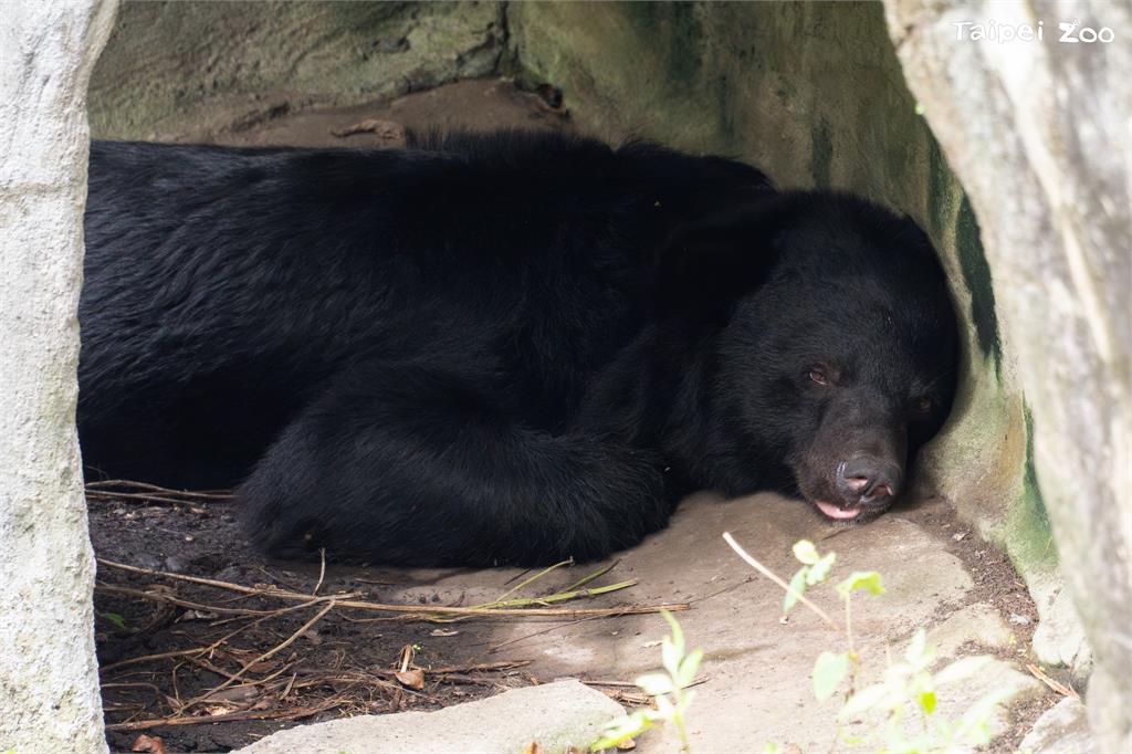 快新聞/好冷!冷氣團來襲動物園禦寒已備好 小動物保暖超萌模樣曝光