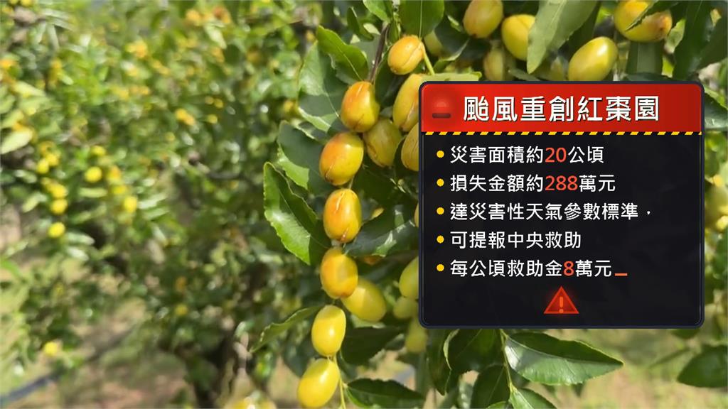 巴威重創！苗栗紅棗嚴重落果、裂果　估損失金額約２８８萬