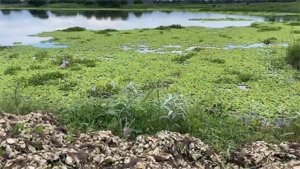 宜蘭五股圳鋪數百公尺「綠地毯」 影響水質、排水恐釀水患