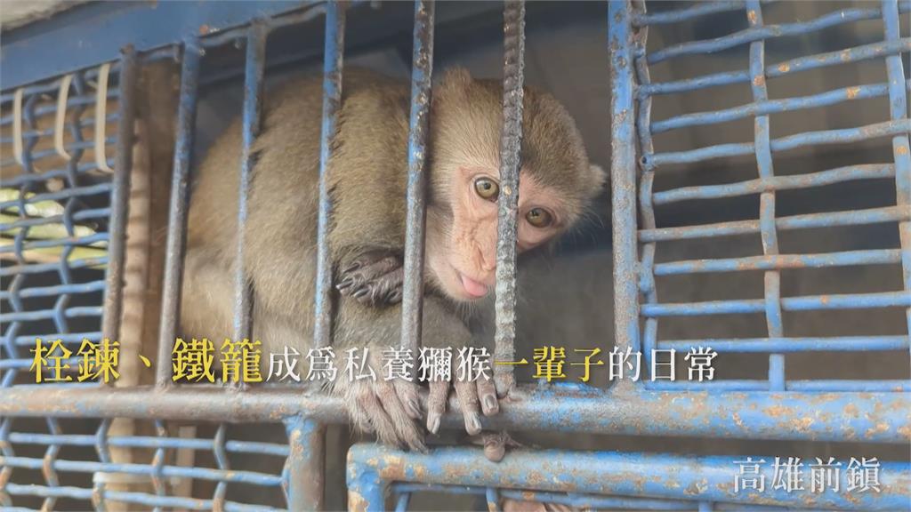 台灣獼猴解除保育身分　3年內逾百件私養通報