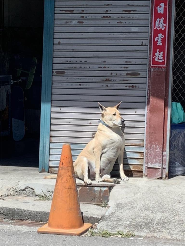 街頭驚見袋鼠級「筋肉猛犬」蹲守!PR99胸肌萬網嚇爛:比特犬都會怕
