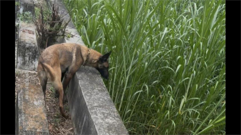 彰化失智嬤走失 搜救犬「馬莉」水溝找到人立功