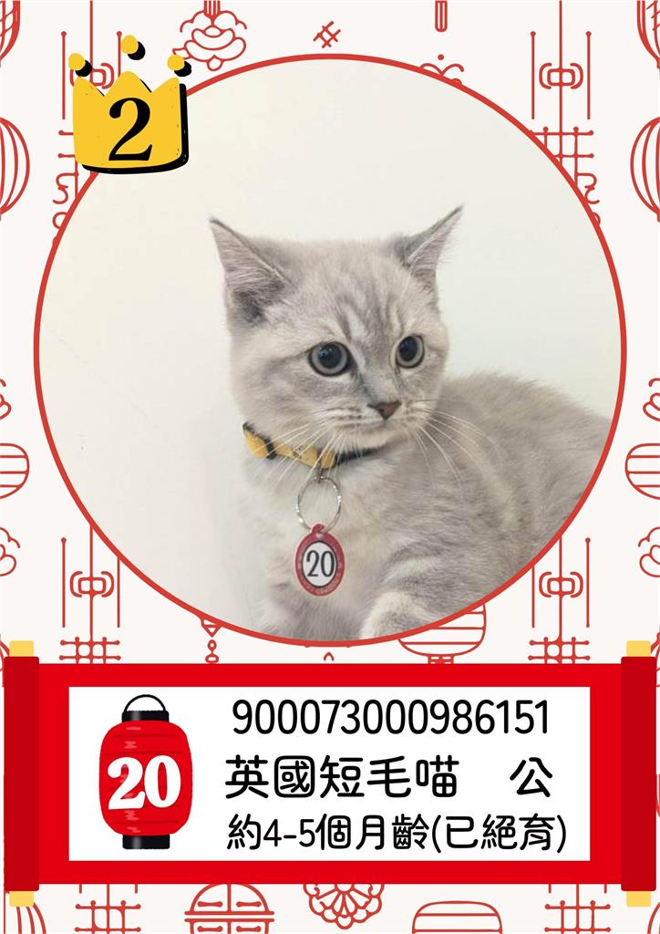 快新聞／太可愛！嘉縣「收容貓咪」開放抽籤認養　中獎率不到1%