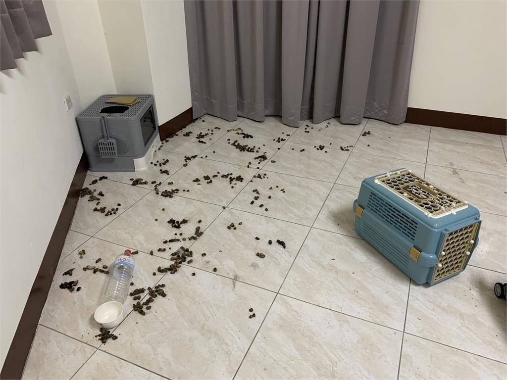 快新聞/租客欠租失聯!房東入屋驚見瘦骨嶙峋棄貓 無良飼主遭罰11萬並列認養黑名單