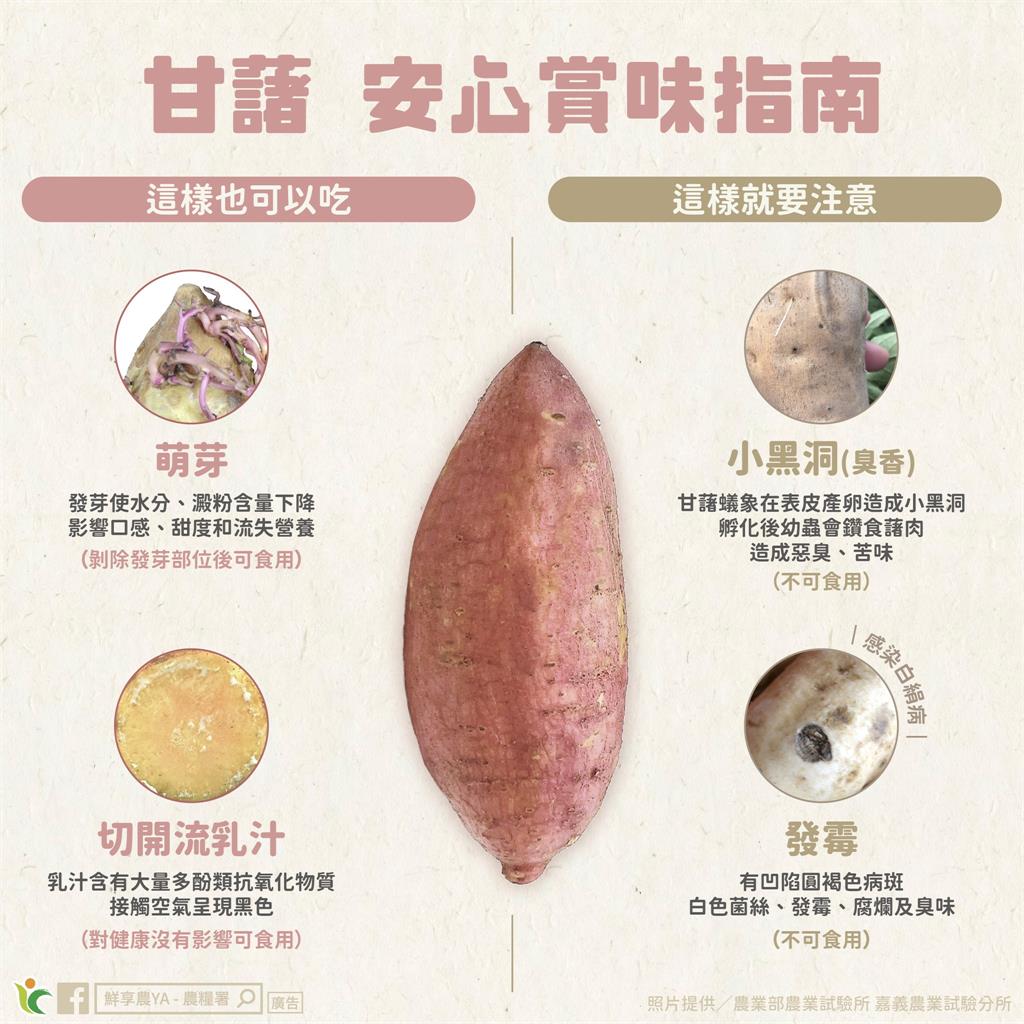 地瓜發芽還能吃?專家曝「外觀冒2狀況」快丟:可能深入內部了