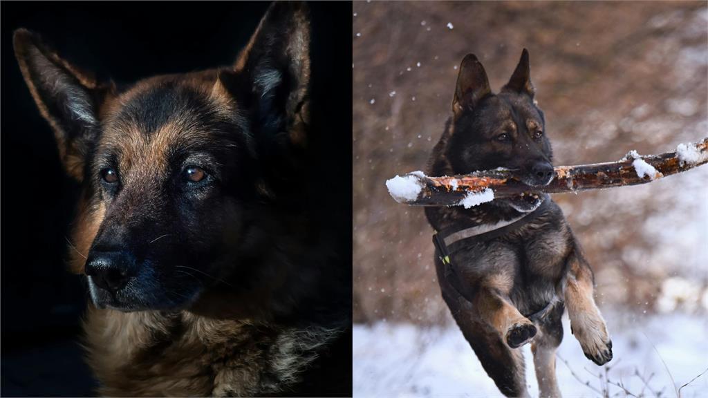 2歲米克斯犬連叼4次「人類部位回家」送主人!警見「這疑點」急出動:來自同一人