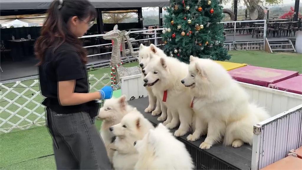 WBC後全台興起「薩摩教」　網紅萌寵神預測台韓大戰