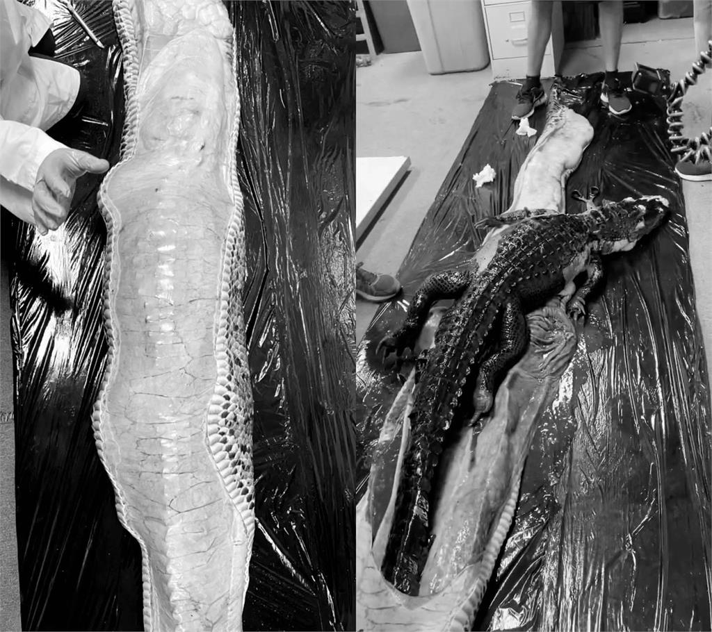血腥慎入！5.5公尺巨蟒吞下「整隻鱷魚」　36秒解剖片曝光嚇壞網