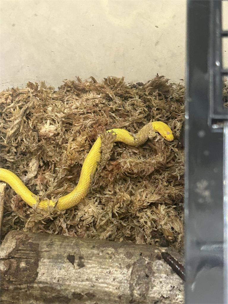 日本農夫捕獲「40公分黃金蛇」！物種超罕見…專家驚：夢幻生物