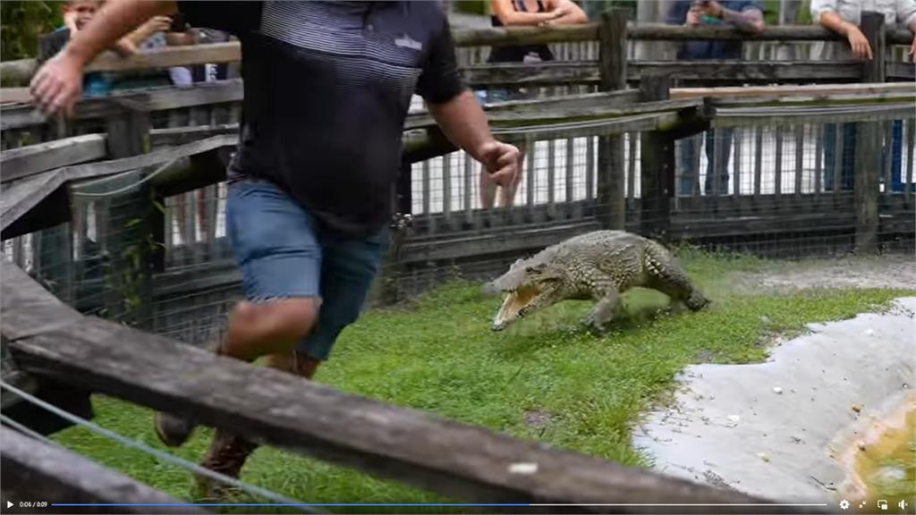 動物園鱷魚「拔腿狂奔」高速猛追馴獸員！遊客全看傻驚險影片曝光
