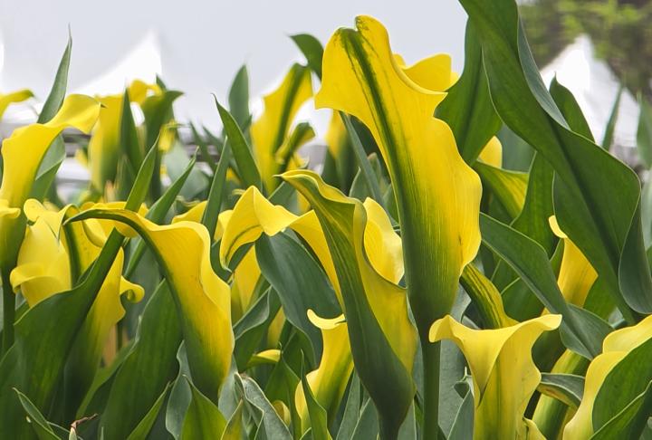 桃園海芋季明登場！//６萬５千多株繽紛海芋美不勝收