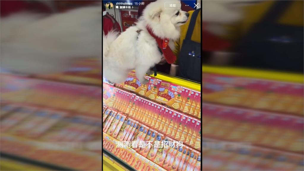 刮刮樂最強選號神獸「靈犬Bobo」　　幫主人選號刮出百萬大獎