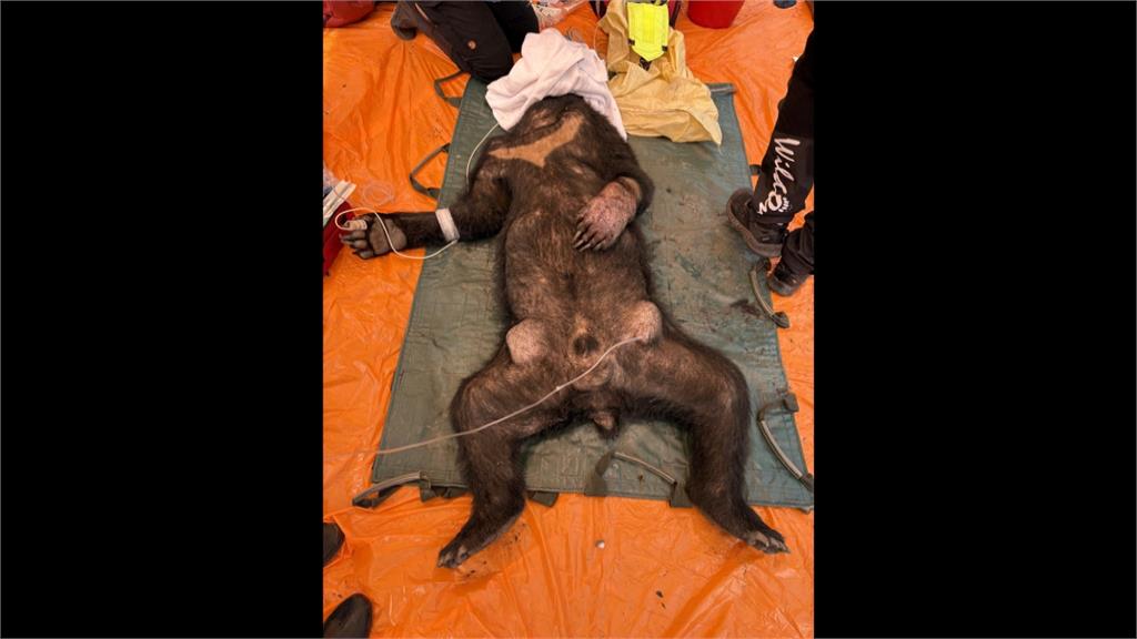 熊出沒注意! 黑熊再侵擾清水部落「吃光12隻雞」