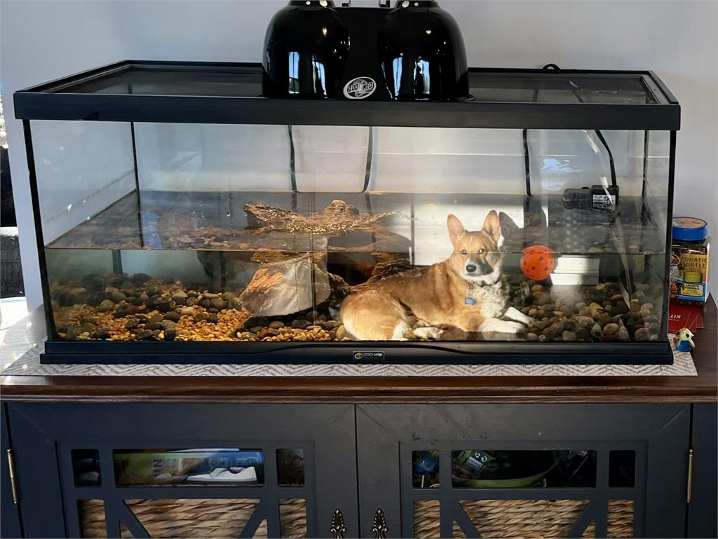 怎麼會在那...「柯基魚」水缸懶懶趴無P圖暴紅 萬網看傻:理解不能