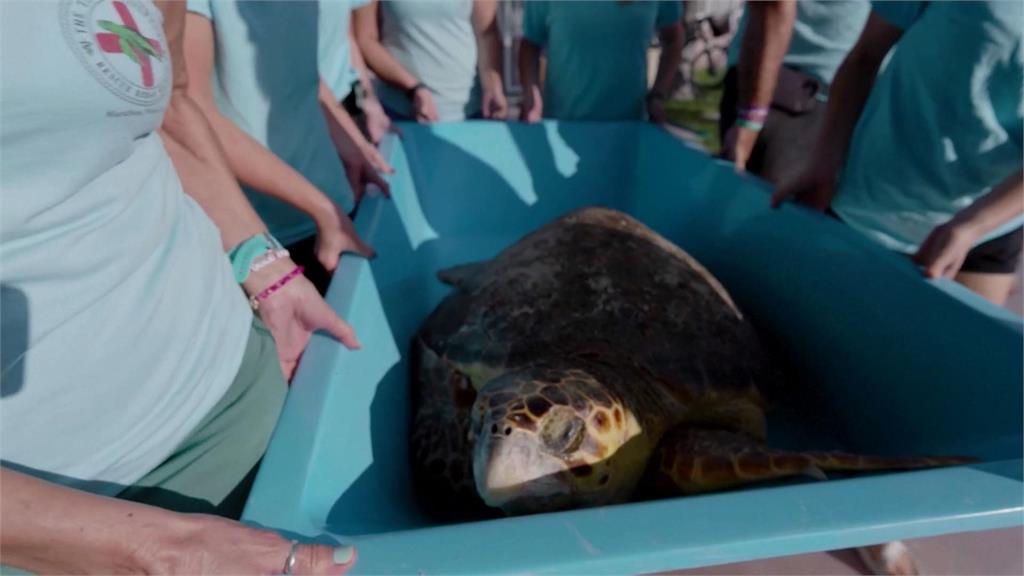 90公斤「巨大赤蠵龜」遭纏身　釣客合力搶救送醫治療