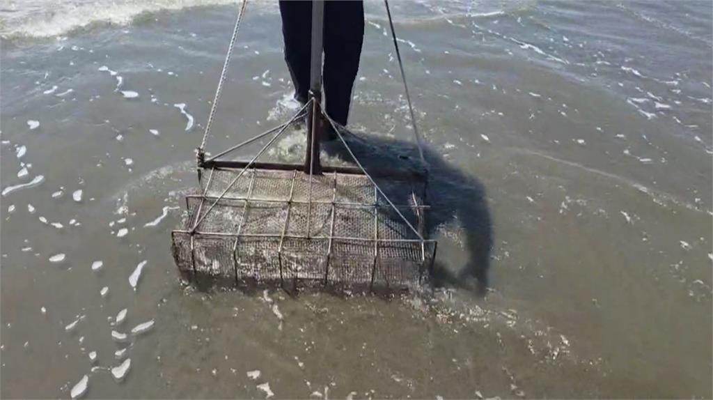 嘉義布袋沙灘湧爆量小文蛤！　吸引民眾「摸蛤仔兼洗褲」