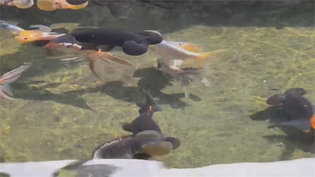 全台最大金魚養殖場　自研養殖繁育47種金魚