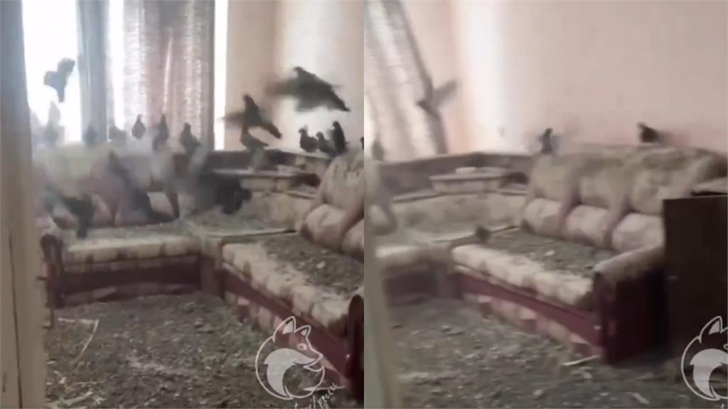 噁心畫面／男出差3年忘關窗！返家驚見家成「鴿子度假天堂」他崩潰：清理要71