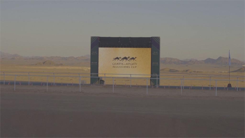 沙烏地阿拉伯首屆駱駝大賽　祭出破6億台幣總獎金