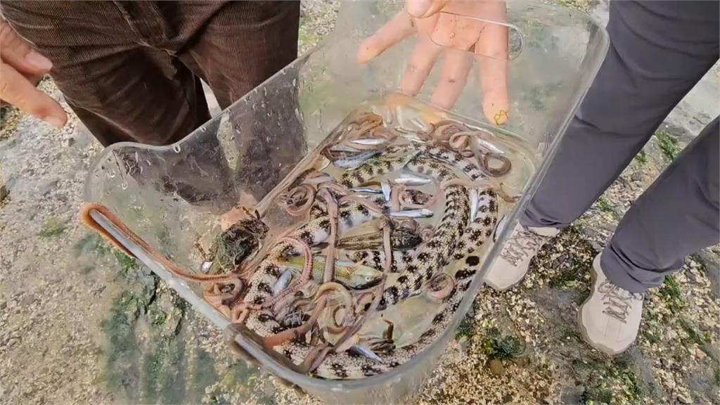 快新聞／惡「毒」手段！新北馬崗潮間帶疑遭惡意毒魚　里長急籲勿採野菜
