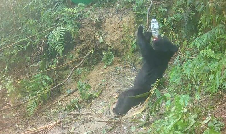 花蓮、台中傳黑熊中套索受傷 1小母熊猝死!另熊母子後送治療