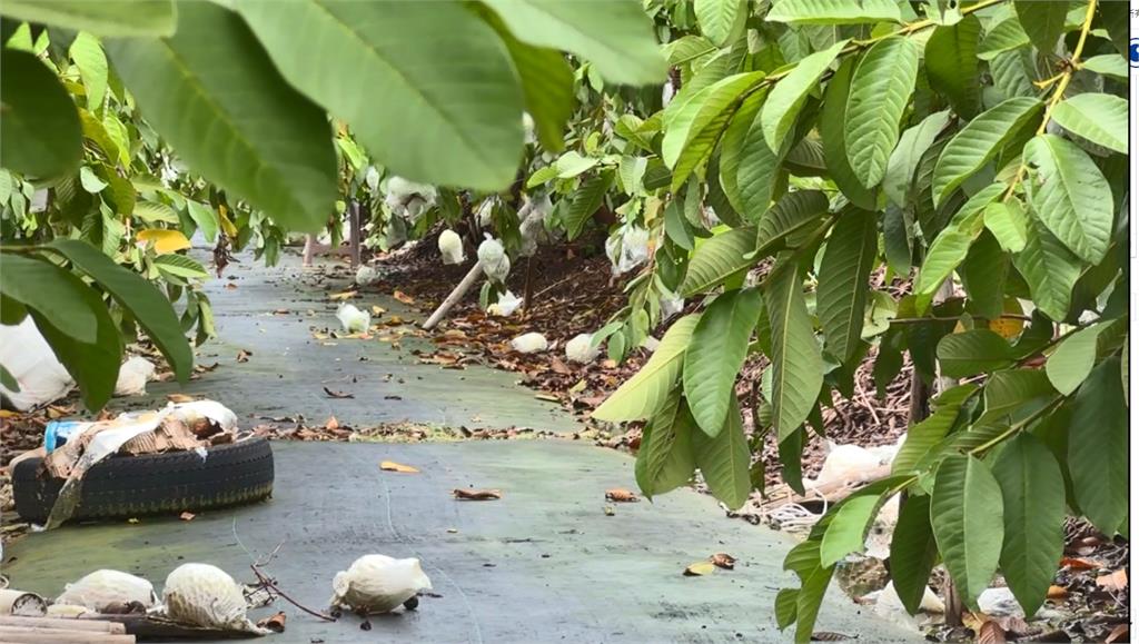 大雨打落花蕊.積水害根系缺氧 高雄芭樂農損高達2699萬