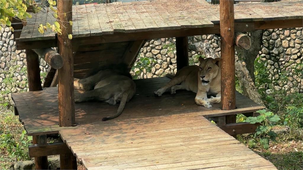 壽山動物園「二哥」被懷疑受虐! 台灣網友助澄清:已經是老爺爺