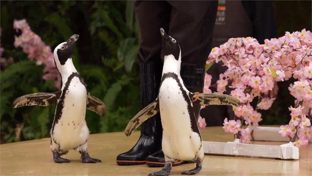 日本櫻花季來臨！　東京水族館期間限定櫻花光雕秀超夢幻