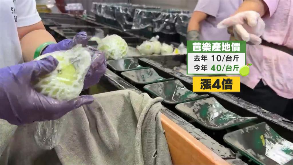 連日大雨重創芭樂園　彰化社頭芭樂量減價漲