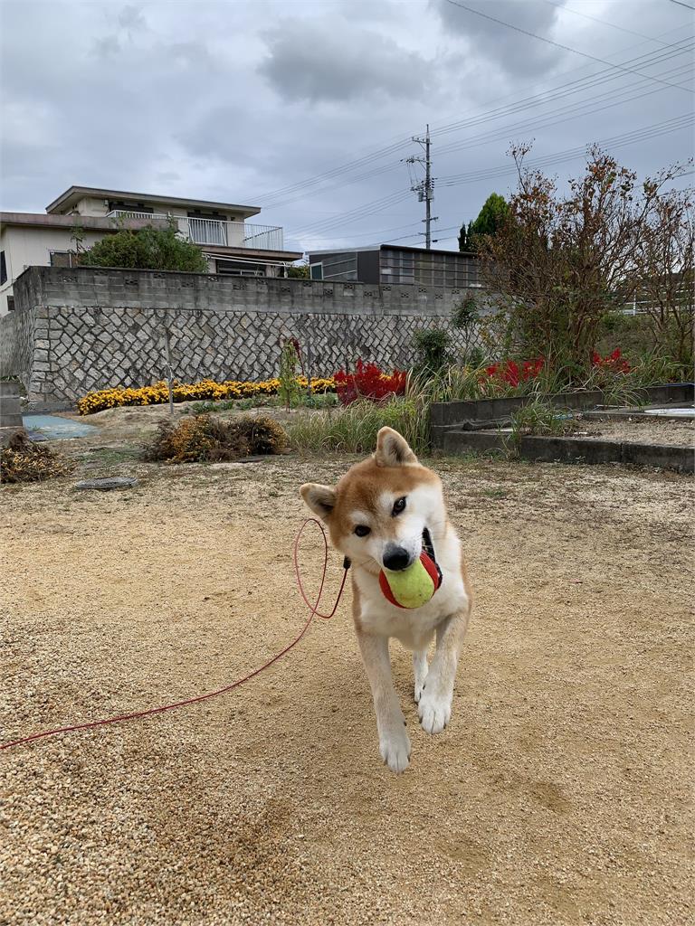 柴犬蹲草皮大解放「屁股炸出巨煙」噴到整片天！萬人瘋傳：要爆炸了